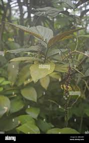 Image result for Antidesma vogelianum