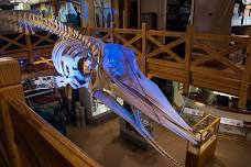 The Story Behind Echo the Whale and his Skeleton