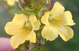 Image result for Alectra sessiliflora