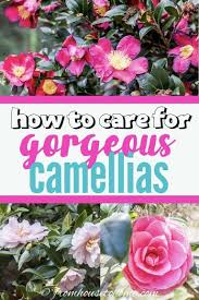 Camellia Care Guide How To Grow Gorgeous Camellias In Your Garden Gardening From House To Home In 2020 Shade Loving Shrubs Grow Gorgeous Yuletide Camellia
