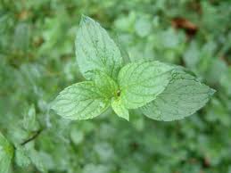 Image result for Mentha aquatica