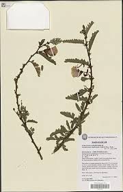 Image result for Aeschynomene elaphroxylon