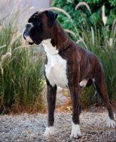 If you're considering adopting a boxer puppy, make sure you understand this breed's special health considerations. Boxer Puppies For Sale In Arizona Boxer Breeders And Information