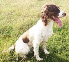 Black And White Short Hair English Springer Spaniel Stolen Black And White English Springer Spaniel Female Springer Spaniel English Springer Spaniel English Springer