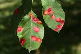 We did not find results for: What S Wrong With My Crabapple Tree Crabapple Tree Flowering Crabapple Tree Flowering Crabapple
