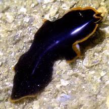 Image result for Pseudopod Ospermum