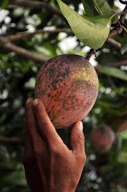 How to grow tropical fruits Better Health For People And The Planet Grows On Tropical Fruit Trees