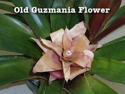 We did not find results for: Bromeliad Flower Turning Brown Removing Faded Flowers On Bromeliads