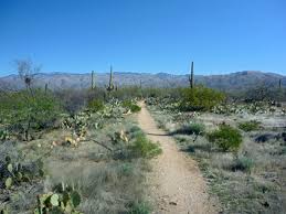 With the tallest being 200 years old, they have a lot of time to grow as many as 50 arms. Saguaro National Park Arizona