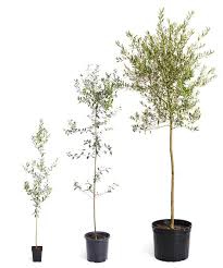 Olive Trees For Sale Fastgrowingtrees Com Olive Trees For Sale Fast Growing Trees Olive Tree