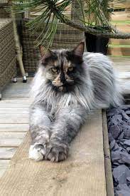 Pin On Maine Coon Cats Adoption