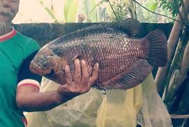 Biasanya aquarium budidaya, biasa nya kebanyakan di gunakan dalam pendederan dan penetasan telur ikan. Cara Budidaya Ikan Gurame Agar Cepat Besar Dan Panen Hobinatang