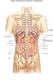 In the rear of the abdomen are the back muscles and spine. Human Body Organs Diagram From The Back Koibana Info Human Body Organs Anatomy Organs Human Anatomy Female