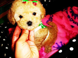 Check spelling or type a new query. Maltipoo Puppies Rescue Texas The Y Guide