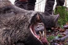 Deshalb muss sich der zweite teil, und damit der kern der antwort, darum drehen, warum stücke scheinbar immer früher bzw. Wildschwein Wikipedia
