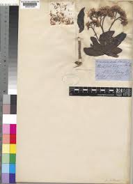 Image result for Vernonia isoetifolia