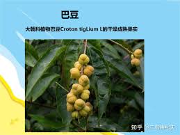 Image result for Croton steenkampianus