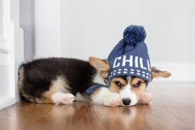 However, this number was based upon very small sample size. 26 Of The Cutest Corgi Pictures Reader S Digest