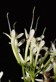 Image result for Pavetta uniflora