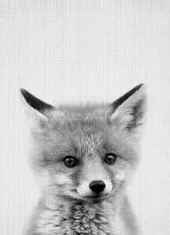 Photo Monochrome De Bebe Renard Affiche Animaux Noir Et Blanc Photos Animaux Sauvages Image Noir Et Blanc