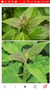 The plant is hairy and glandular and the leaves give off a pungent, aromatic odour when crushed. Cure For Corona Virus A Prophetess Reveals Video Health Nigeria
