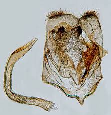 Image result for Chrysoclista splendida