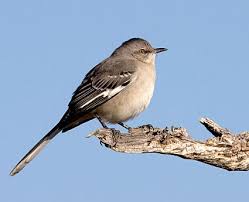 Birds That Sing At Night In Florida Mockingbird Beautiful Birds Backyard Birds Pet Birds
