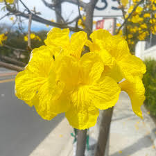 Image result for Handroanthus chrysotrichus