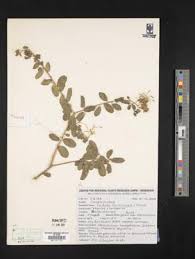 Image result for Boscia matabelensis