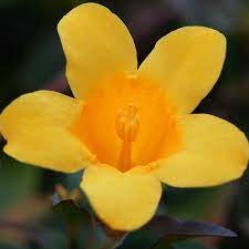 Yellow jessamine (gelsemium sempervirens) is the south carolina state flower. Pin On Blooms And Blossoms