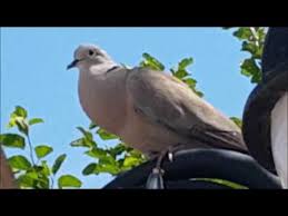 Kumru Kumru Sesi Kumru Otusu Youtube