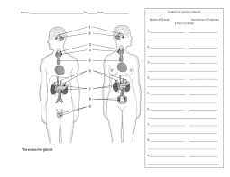 The central nervous system consists of the brain and the spinal cord and serves as the main control center. Blank Nervous System Diagram Unlabeled File Nervous System Diagram Unlabeled Svg Central Updated Nephron Urinary System Diagram Jacintak Butane