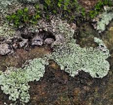 Image result for Stereochlaena