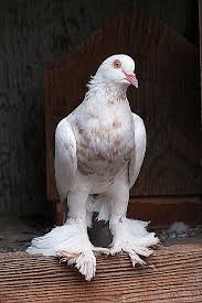 Photo Of The Day Page Pigeon Breeds Pet Birds Dove Pigeon