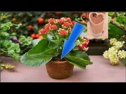 Cicek Panosundaki Pin