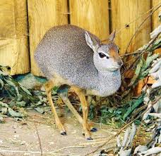 Cuteness Level Of Tiny Dik Dik Antelopes Is Off The Charts