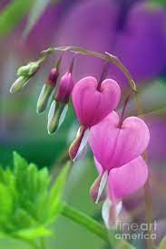 Bleeding Heart D005135 By Daniel Dempster Bleeding Heart Flower Bleeding Heart Beautiful Flowers
