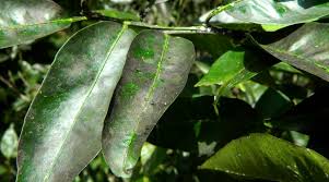 Image result for sooty mould