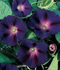 Morning Glory Grandpa Ott Morning Glory Flowers Morning Glory Seeds Flower Garden Plans