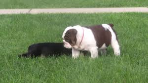 Browse english bulldog puppies for sale here! Chocolate English Bulldog Puppy For Sale Keystone Puppies