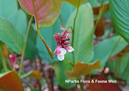 Image result for Marantochloa