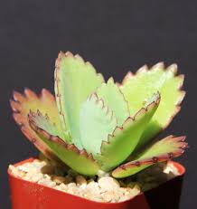 Image result for Kalanchoe daigremontiana