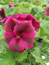 Image result for Geranium vagans