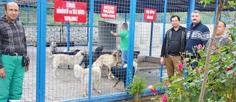 Milas Belediyesi Gecici Hayvan Barinagi