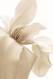 ✓ free for commercial use ✓ high quality images. Minimalism Beige Aesthetic Wallpaper Flower Novocom Top