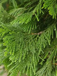 Image result for Calocedrus decurrens