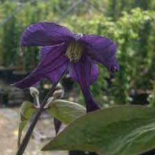 Hello~ if you want a gem with the same colors of a malaya garnet, it first depends on which color malaya garnet you want. Clematis Page 3 Of 5 Alfred Forster Ag