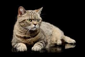 Britishshorthair cats of world on instagram: How Can You Tell If A Kitten Will Have Long Or Short Hair