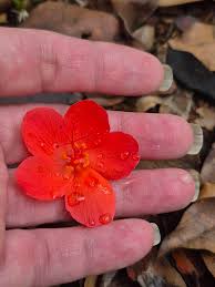 Image result for Strophanthus nicholsonii