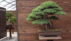 Some bonsai trees can be shipped to you at home, while others can be picked up in store. Bonsai Museum Of Mauro Stemberger Italy Bonsai Bonsaitree Bonsai Tree Bonsai Bushes And Shrubs